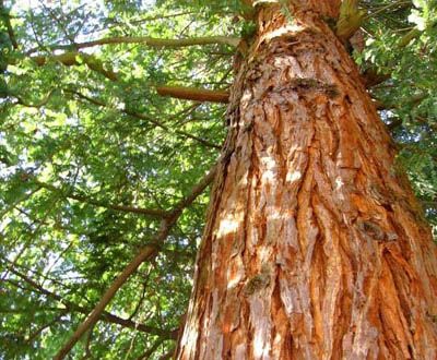 Red Cedar - Gourin forest (56)