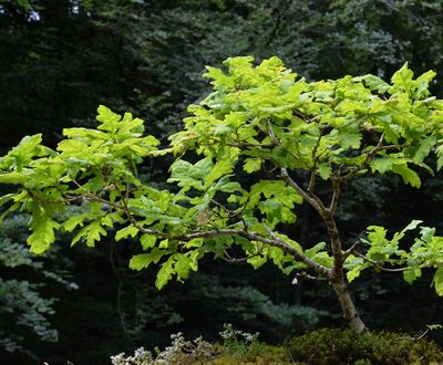 Chêne sessile - Forêt de Thisted (775)
