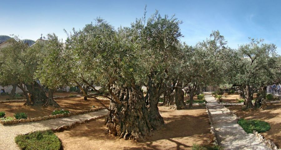 Gethsémani : des oliviers qui ont connu le Christ