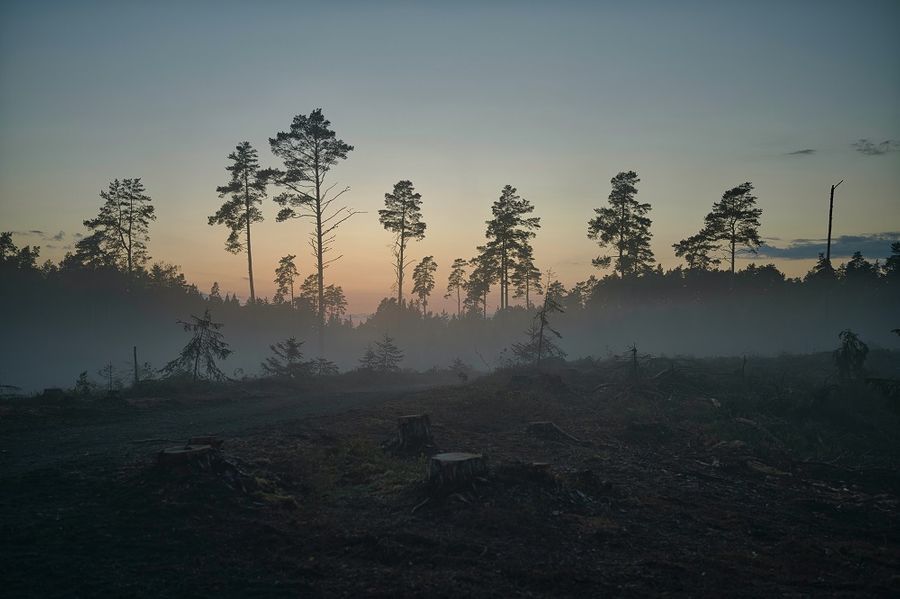 Deforestation: causes, consequences and climate change