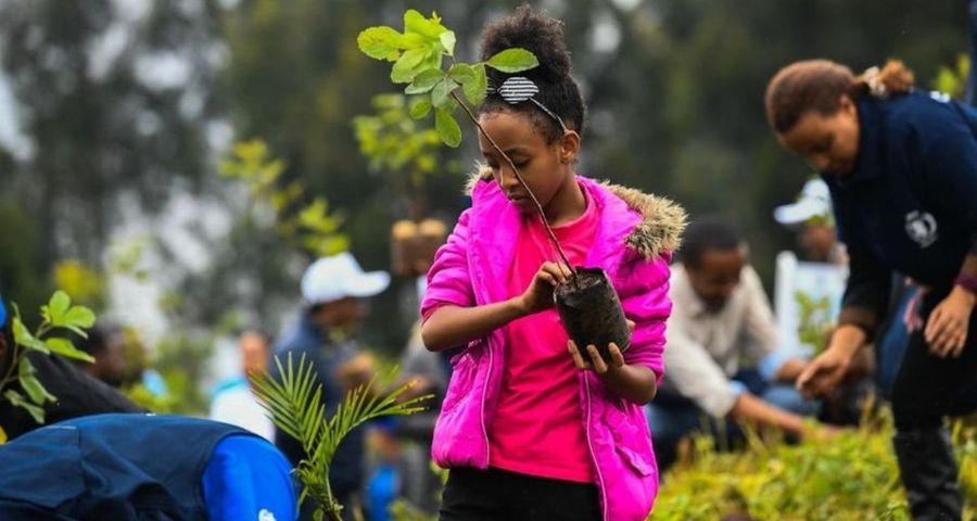 L’Ethiopie est en passe de planter 4 milliards d’arbres