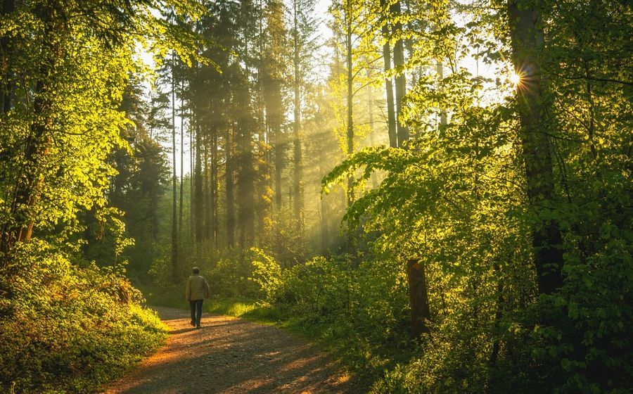 10 reasons to take a walk in the woods and start forest hiking