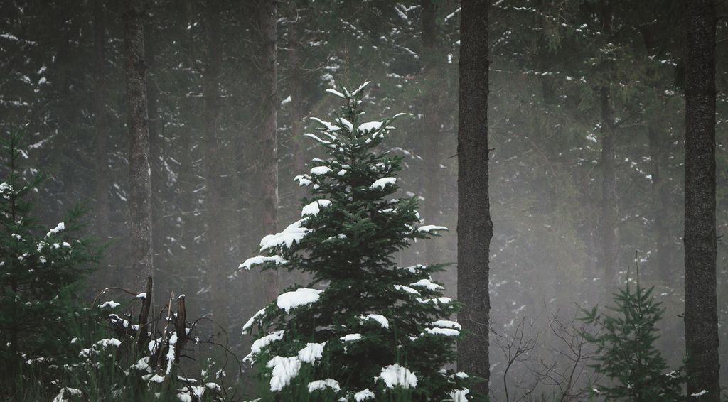 Træer er den bedste julegave for klimaet - her er hvorfor