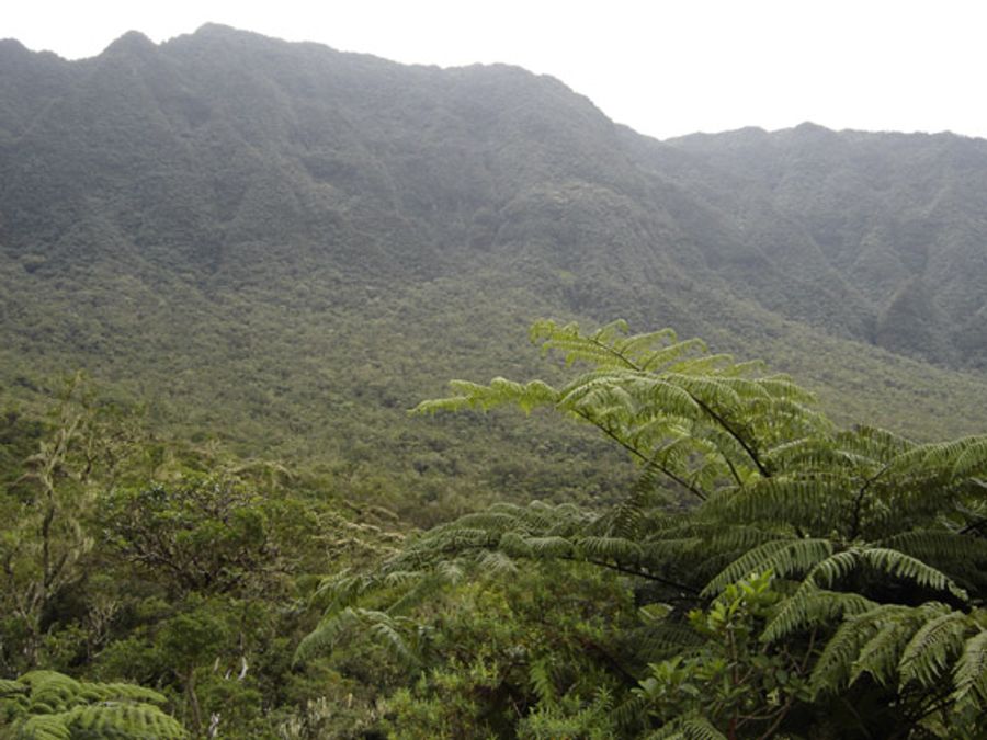 SOS, forêts tropicales primaires en danger !