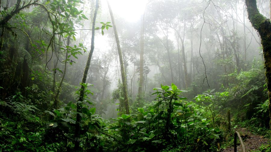 L’exploitation sélective de la forêt amazonienne remise en question