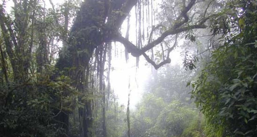 Le Cameroun veut sauver sa forêt
