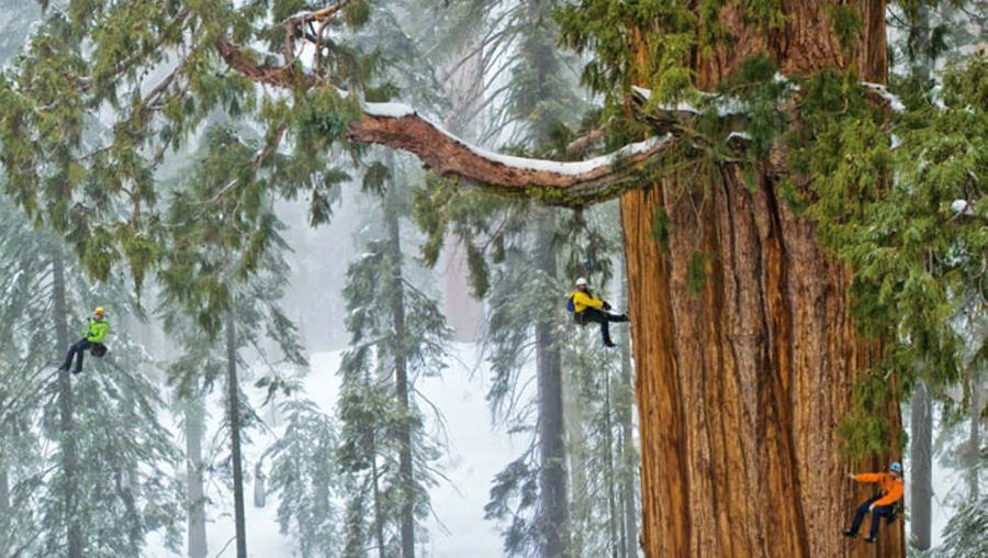 Mesurer les plus hauts arbres du monde
