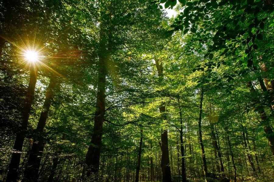 7 things you probably didn’t know about the forest