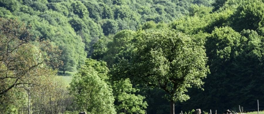 Bourgogne Champagne : la France crée un nouveau Parc national forestier