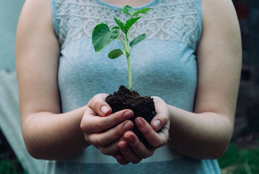 Plant et træ for klimaet med EcoTree