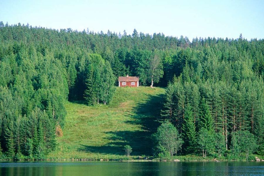 Scandinavie : les forêts de Suède