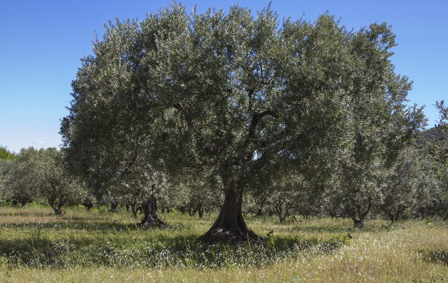 Tout savoir sur l’olivier