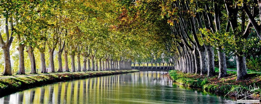Canal du Midi : déjà 10 400 arbres replantés !