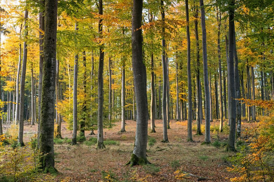 Cinq idées reçues sur la forêt