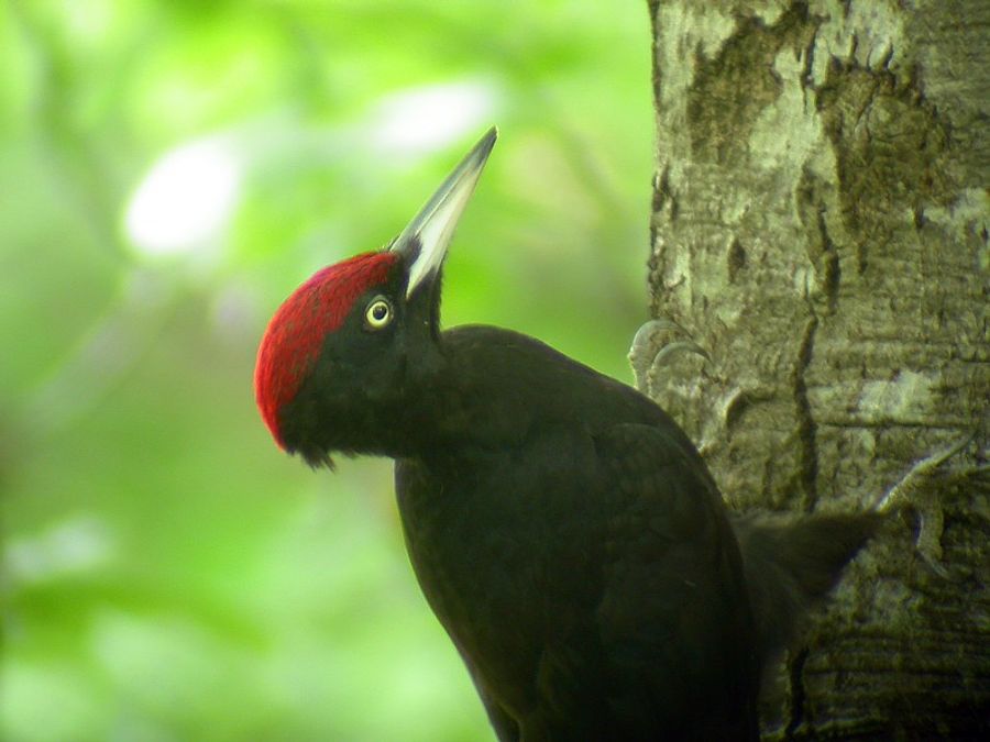 Oiseaux de nos forêts : le pic noir