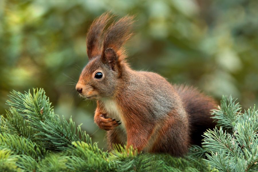 L’écureuil roux, un animal de nos forêts et de nos parcs