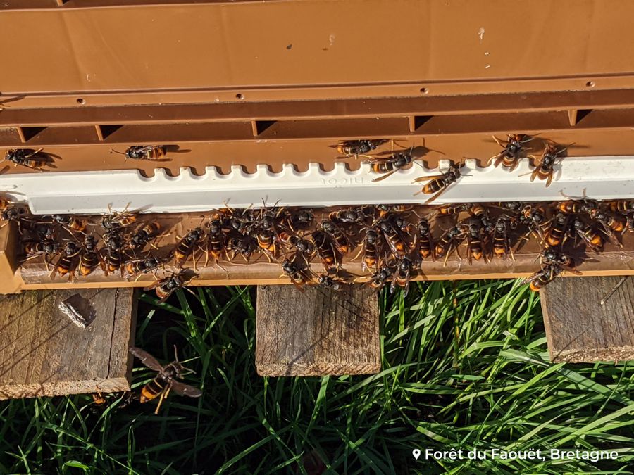 Frelons asiatiques : ils attaquent nos ruches !