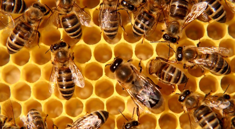 Que font les abeilles l’hiver ?
