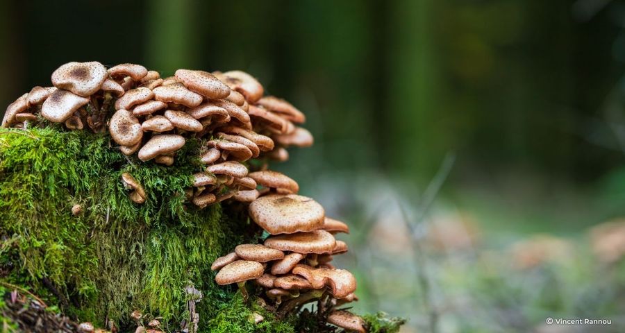 Les champignons jouent des multiples rôles pour l’équilibre forestier