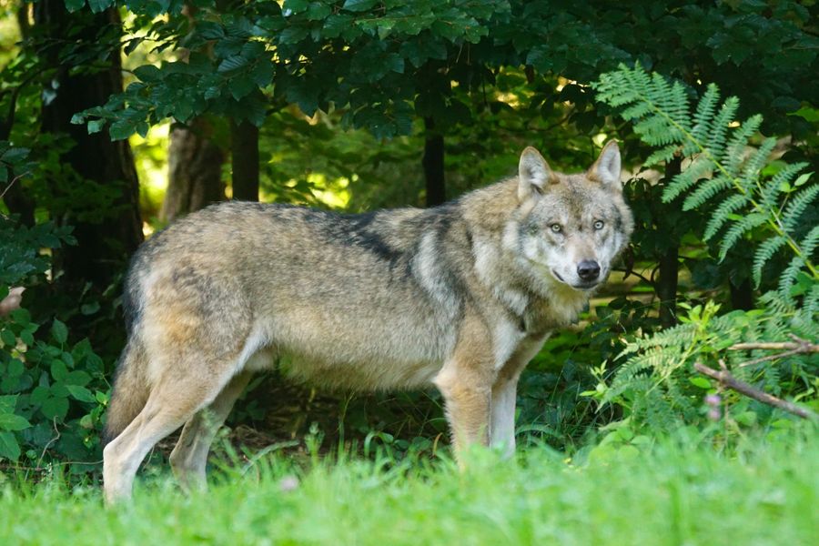 Loup en France, cet animal sauvage qui excite les passions