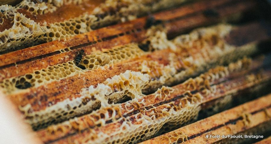 Quels sont les bienfaits des produits de la ruche ?