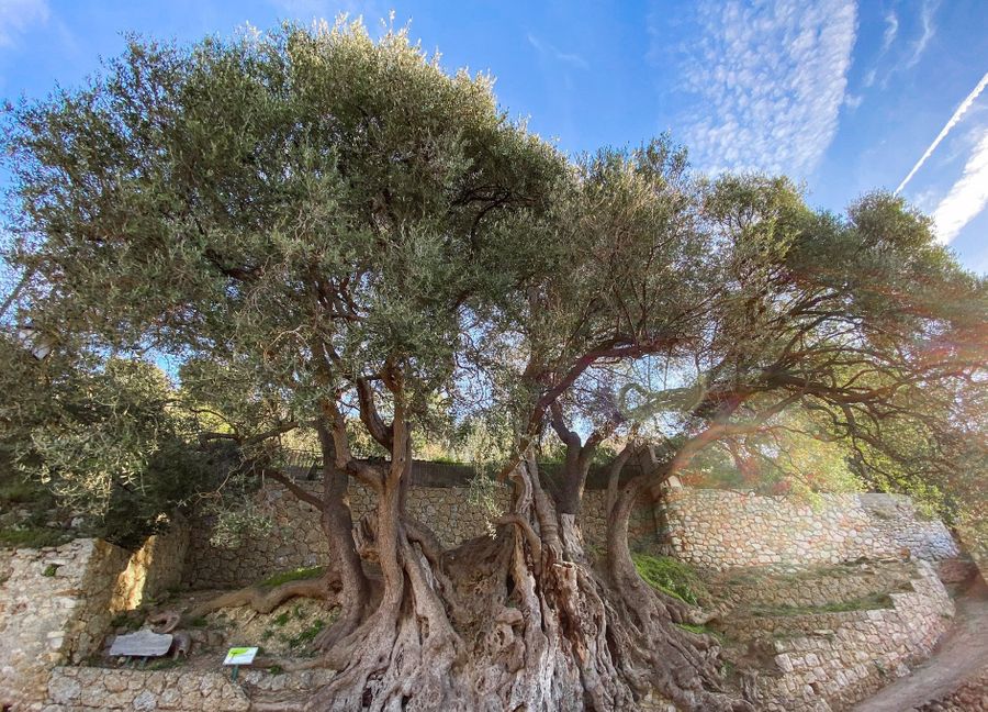 Quel est le plus vieil arbre de France ?