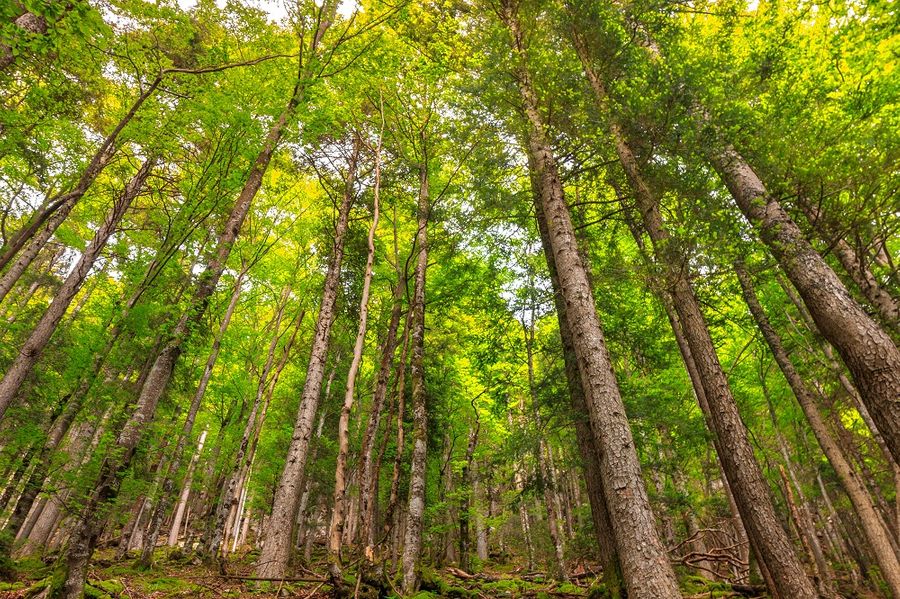 Vad är internationella skogsdagen och när är den?