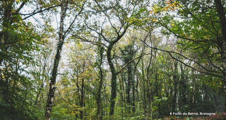 Quel est l’état de santé des arbres des forêts françaises ?