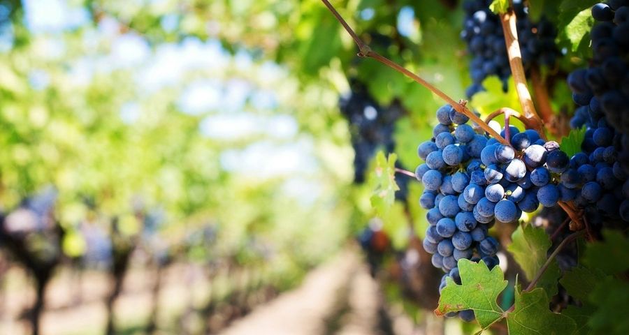 Agroforesterie et viticulture : un mariage vertueux