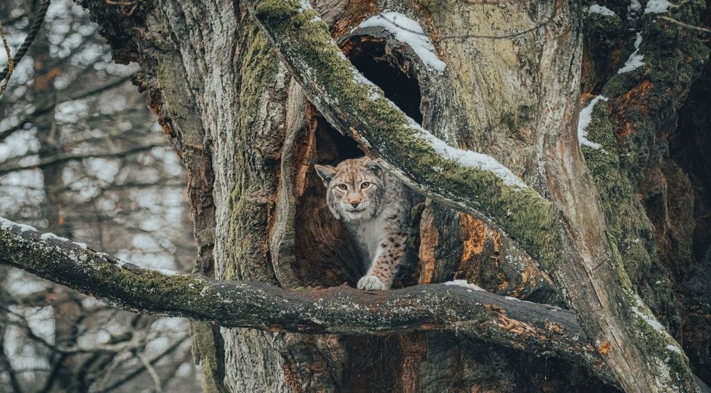 Quels sont les animaux forestiers menacés de disparition ?