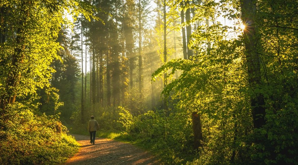 Börja med skogsvandring - 10 goda orsaker att vandra i skogen