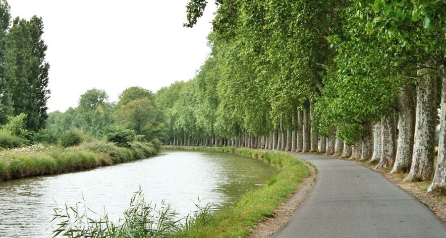 Canal du Midi : déjà 10 400 arbres replantés !
