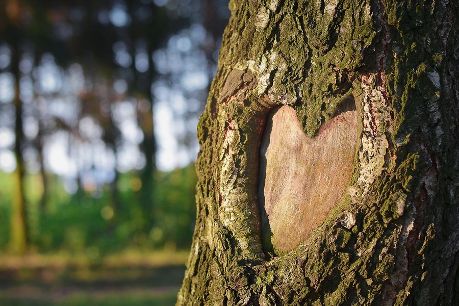 Buy the one you love a tree for Valentine’s Day