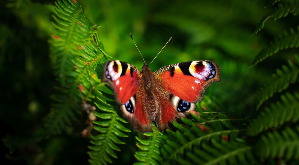 One billion reasons why biodiversity is indispensable for the planet and for us (+ Videos)