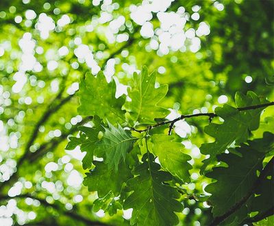 Sessile Oak - Ruillé Forest (72)
